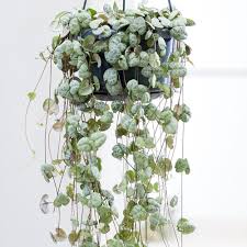 Image result for Ceropegia gracilidens