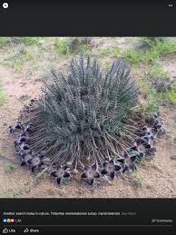 Image result for Tridentea marientalensis