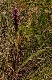 Image result for Disa hircicornis