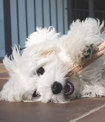 Hours may change under current circumstances Dog Day Care Pet Hotel In Mn