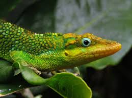 Image result for Anolis gemmosus