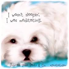 Princess Sassy Pants Co Dog Quotes Funny Dog Quotes Cute Dog Quotes