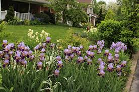 Isle of dreams hagerstown, md by haighr 7 photos: Tuesday View The Front Border 5 23 17 Sorta Like Suburbia