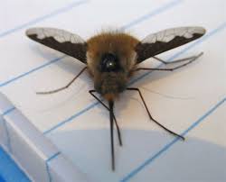 Mit einem gewicht von nur 2 bis 20 g kommt der kolibri angeschwirrt. Kolibri Kafer Nein Wollschweber Etoshas Pfanne