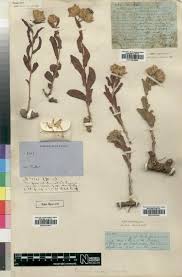 Image result for Felicia mossamedensis