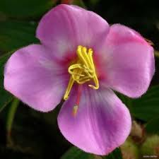 Image result for Combretum engleri