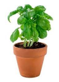 How To Grow Basil Indoors Growing Basil Herb On Your Windowsill Basil Plant Growing Basil Growing Basil Indoors