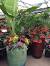 Shade Patio Plants