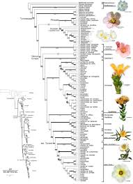 Image result for Turneraceae