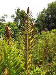 Image result for Acrostichum aureum