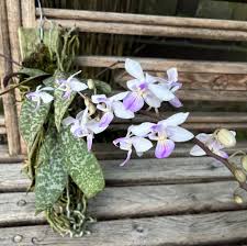 Image result for Habenaria walleri