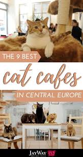 I Mean Who Doesn T Like Coffee Or Cats And Even Better When Combined You Might Not Know That You Can Find Cat Ca Cat Cafe Central Europe Europe Travel Guide