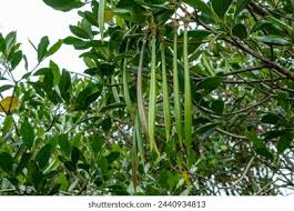 Image result for Rhizophoraceae