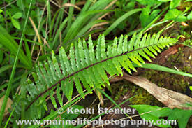 Image result for Asplenium gemmascens