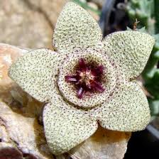 Image result for Orbea maculata