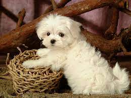 Hd Wallpaper Cute Dog Maltese Puppies White Wallpaper Flare