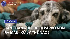 Cẩn thận khi chó bị parvo nôn ra máu: xử lý thế nào?
