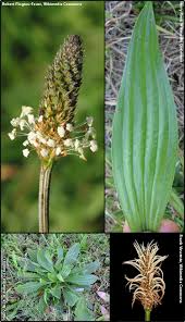 Image result for Plantago