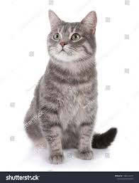 Black And Grey Tabby Kittens Portrait Of Gray Tabby Cat On White Background Lovely Pettabby Cat Portrait Gray Grey Tabby Cats Tabby Cat White Tabby Cat