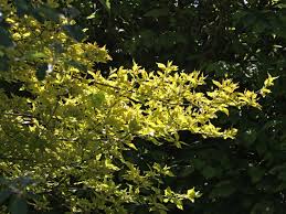 3.1 подготовка саженца и посадочного участка. Kornelkirsche Aurea Cornus Mas Aurea Baumschule Horstmann