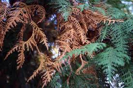 Image result for kabatina thujae