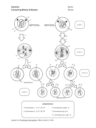 Draw homologous chromosomes and label the sister chromatids what process makes diploid cells (mitosis or meiosis)?? Genetics Comparing Mitosis And Meiosis Worksheet Answers Fill Online Printable Fillable Blank Pdffiller