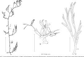 Image result for Inversodicraea