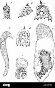 Image result for Lankesteria