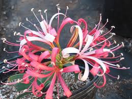 Image result for Ammocharis