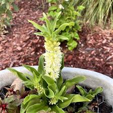 Image result for Eucomis autumnalis