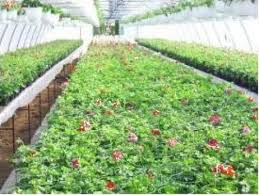 Preturi de la 5 lei. Flori Curgatoare Preturi Producatori Distribuitori Bizoo Ro