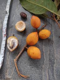 Image result for Pouteria