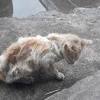 Semoga informasi ini bisa memberi pengetahuan bagi anda dan bisa membantu anda dalam memilih jenis kucing yang cocok dan cantik untuk anda. Https Encrypted Tbn0 Gstatic Com Images Q Tbn And9gcrtlrvrkmxdf Fvt8qszw6aunr Rqp6i Ia5oq618 Usqp Cau