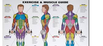 comprehensive exercise diagram chart spri xertube exercise