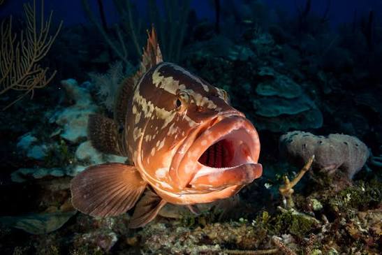 Nassau grouper - Wikipedia