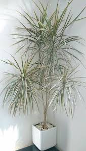 Dracaena fragrans grows outdoors in usda zones 10 and 11. Dracaena Marginata Madagascar Dragon Tree Guide Our House Plants