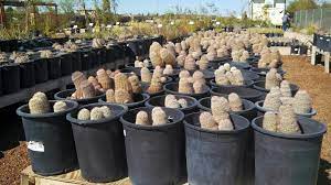 Saguaros, spring blooms, desert floor. A Unique Local Nursery It S A Dry Heat