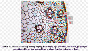 Maize was domesticated from wild teosinte in central america and its cultivation spread throughout the americas. Anatomi Tumbuhan Pabrik Batang Tumbuhan Berkeping Biji Tunggal Gambar Png