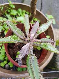 Mother Of Millions In 2020 Succulents Kalanchoe Blossfeldiana Evergreen Plants