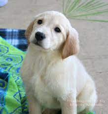 Paradise Golden Retrievers