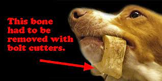 Feeding Your Dog Bones Don T Do It And Here S Why