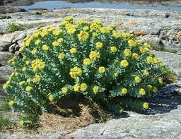 Check spelling or type a new query. Rhodiola Rosea Beneficii Recomandari 8 Motive Sa Consumi Rhodiola