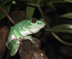 Image result for Hilsenbergia nemoralis