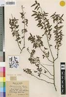 Image result for Olax pentandra