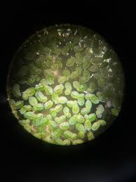 Image result for Microcoelia globulosa