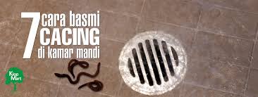 1.makan buah tomato mentah atau makan atau minum bawang. 7 Cara Membasmi Cacing Di Kamar Mandi Yang Alami Dan Mudah