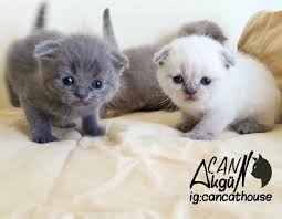 Rengarenk Scottish Fold Ve Scottish Straight Bebekler Kedi Satis