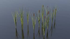 Image result for Typha