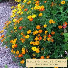 Image result for Tagetes patula
