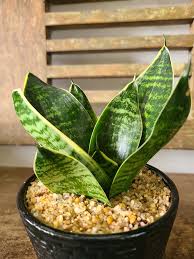 Image result for Sansevieria trifasciata